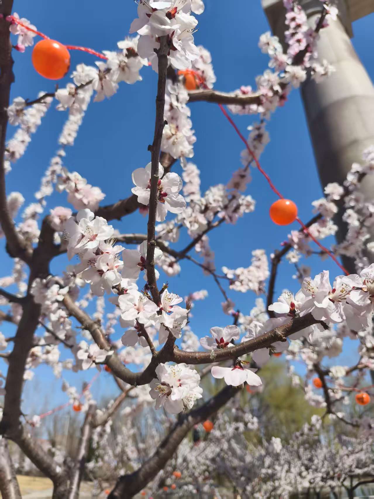 什么花
